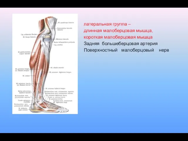 латеральная группа – длинная малоберцовая мышца, короткая малоберцовая мышца Задняя большеберцовая артерия Поверхностный малоберцовый нерв