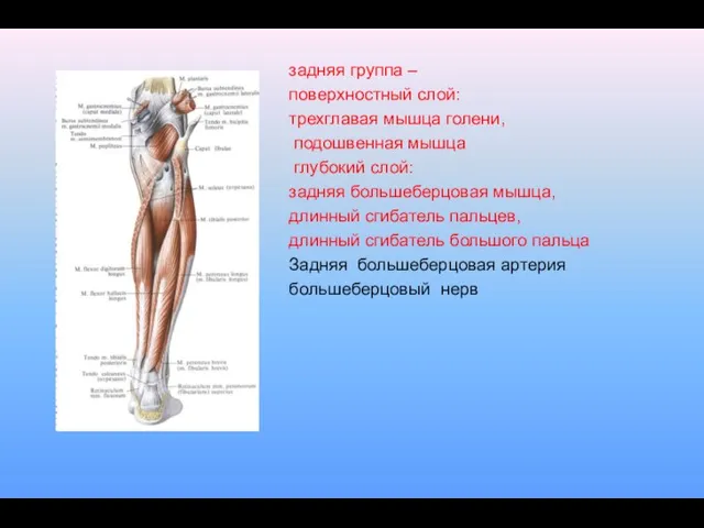 задняя группа – поверхностный слой: трехглавая мышца голени, подошвенная мышца глубокий слой: задняя