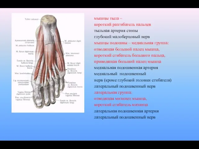 мышцы тыла – короткий разгибатель пальцев тыльная артерия стопы глубокий малоберцовый нерв мышцы
