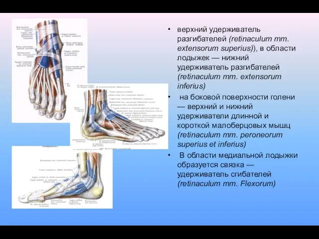 верхний удерживатель разгибателей (retinaculum mm. extensorum superius)), в области лодыжек — нижний удерживатель