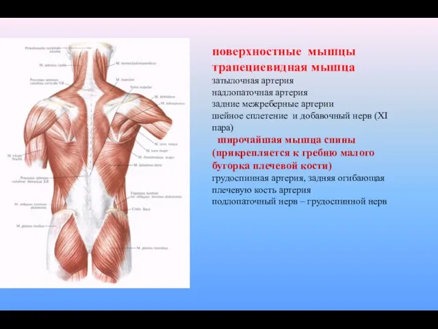 поверхностные мышцы трапециевидная мышца затылочная артерия надлопаточная артерия задние межреберные артерии шейное сплетение