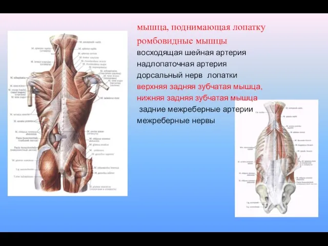 мышца, поднимающая лопатку ромбовидные мышцы восходящая шейная артерия надлопаточная артерия дорсальный нерв лопатки