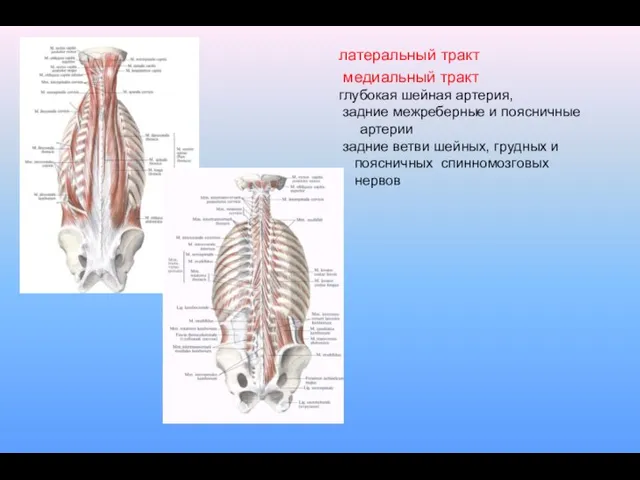 латеральный тракт медиальный тракт глубокая шейная артерия, задние межреберные и поясничные артерии задние