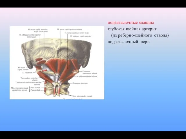 подзатылочные мышцы глубокая шейная артерия (из реберно-шейного ствола) подзатылочный нерв