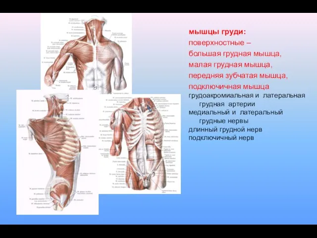 мышцы груди: поверхностные – большая грудная мышца, малая грудная мышца, передняя зубчатая мышца,