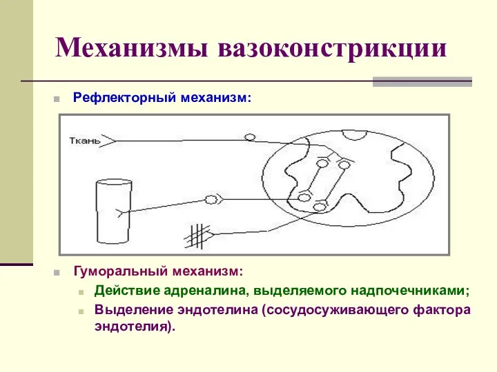 Механизмы вазоконстрикции Рефлекторный механизм: Гуморальный механизм: Действие адреналина, выделяемого надпочечниками; Выделение эндотелина (сосудосуживающего фактора эндотелия).