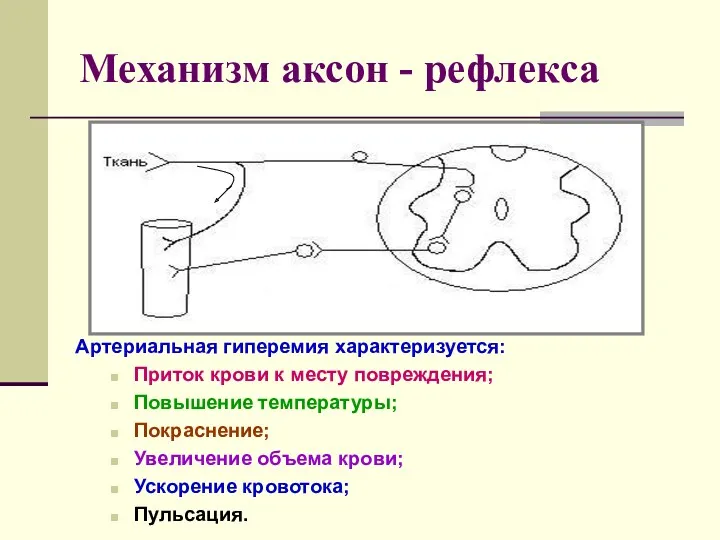 Механизм аксон - рефлекса Артериальная гиперемия характеризуется: Приток крови к