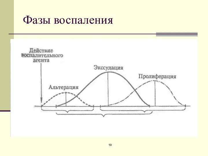 Фазы воспаления