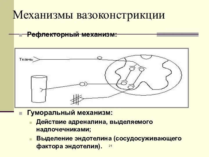 Механизмы вазоконстрикции Рефлекторный механизм: Гуморальный механизм: Действие адреналина, выделяемого надпочечниками; Выделение эндотелина (сосудосуживающего фактора эндотелия).