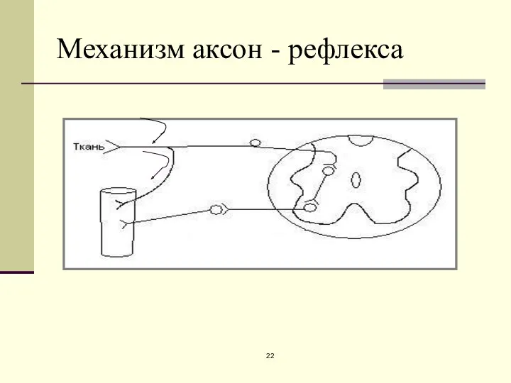 Механизм аксон - рефлекса