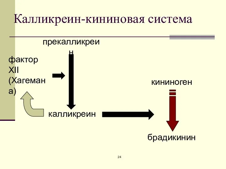 Калликреин-кининовая система прекалликреин калликреин фактор XII (Хагемана) кининоген брадикинин