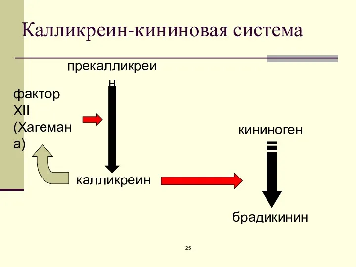 Калликреин-кининовая система прекалликреин калликреин фактор XII (Хагемана) кининоген брадикинин