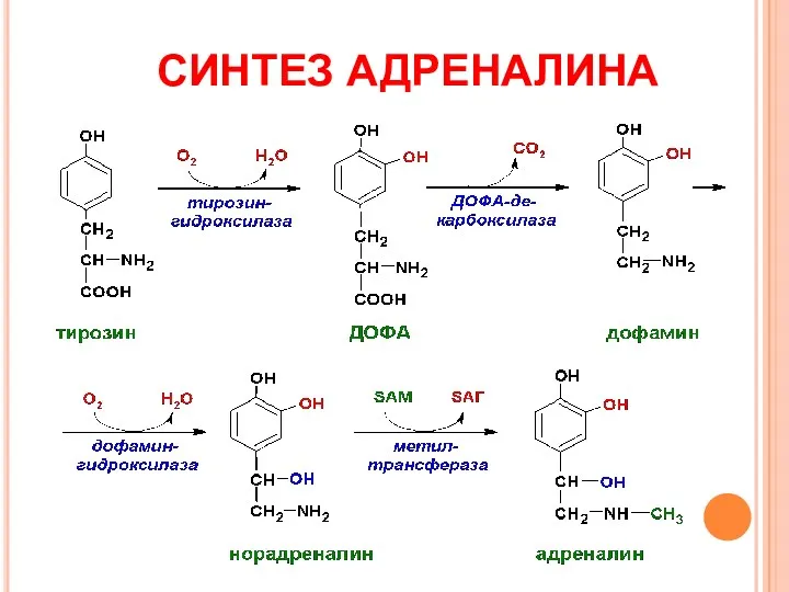 СИНТЕЗ АДРЕНАЛИНА