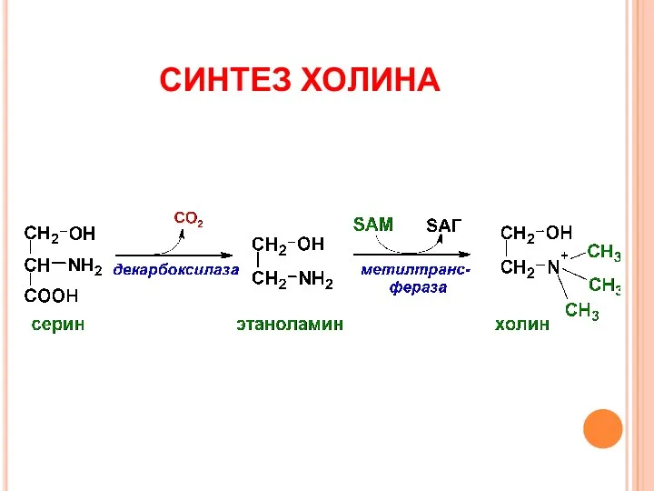 СИНТЕЗ ХОЛИНА