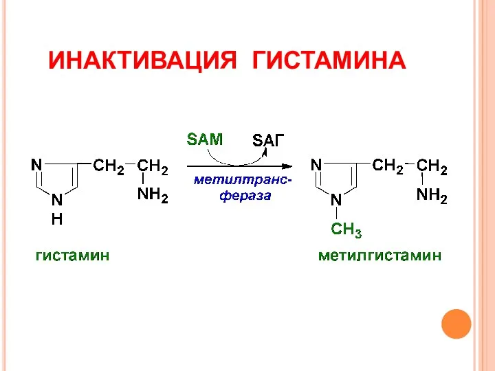 ИНАКТИВАЦИЯ ГИСТАМИНА