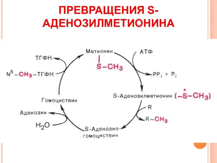 ПРЕВРАЩЕНИЯ S-АДЕНОЗИЛМЕТИОНИНА