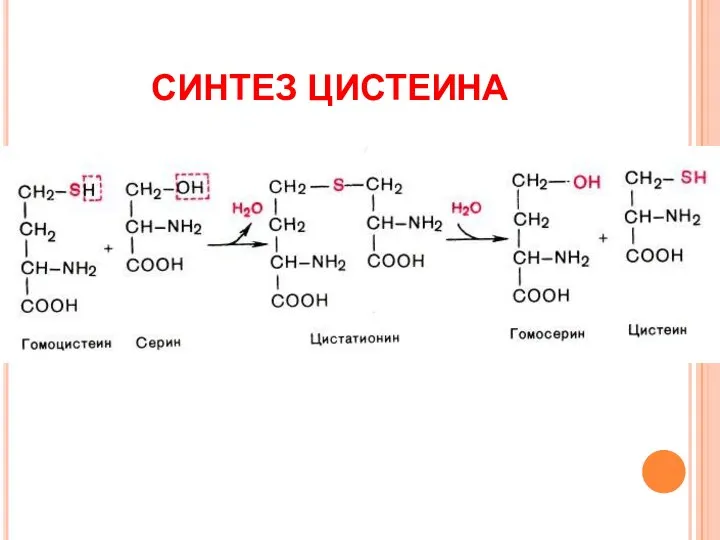 СИНТЕЗ ЦИСТЕИНА