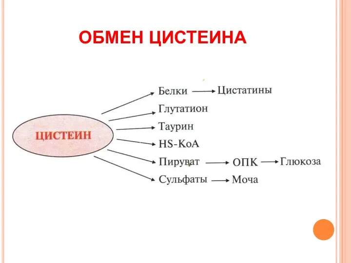 ОБМЕН ЦИСТЕИНА