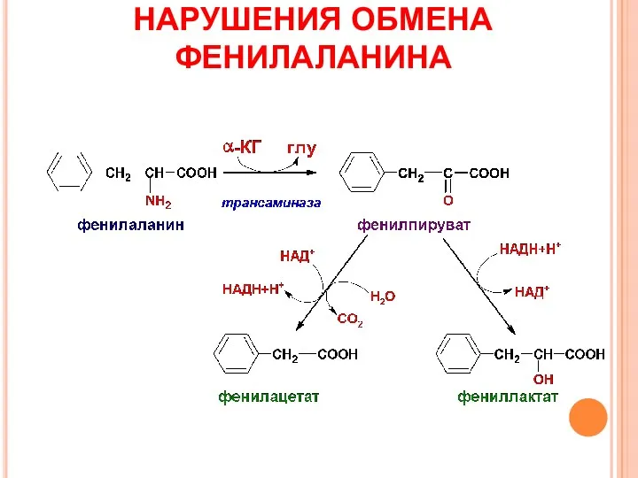 НАРУШЕНИЯ ОБМЕНА ФЕНИЛАЛАНИНА