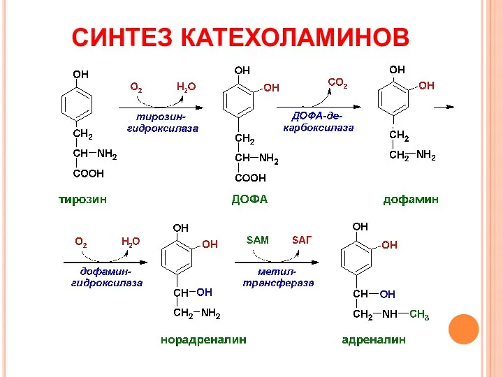 СИНТЕЗ КАТЕХОЛАМИНОВ