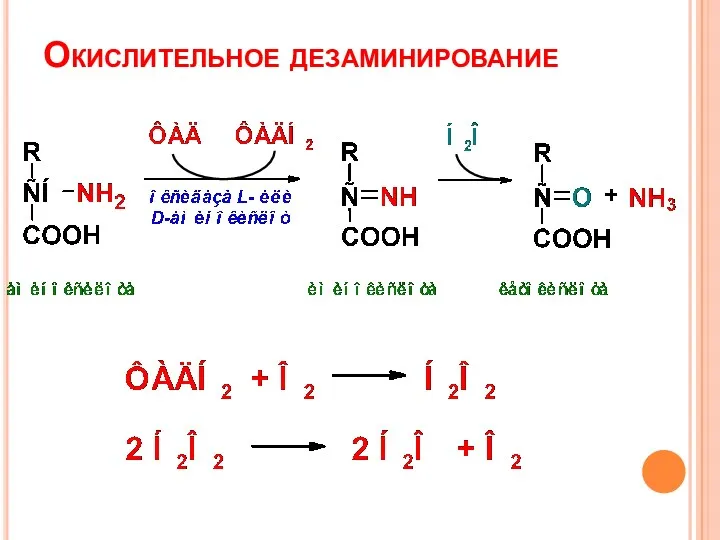 Окислительное дезаминирование