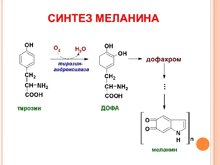 СИНТЕЗ МЕЛАНИНА