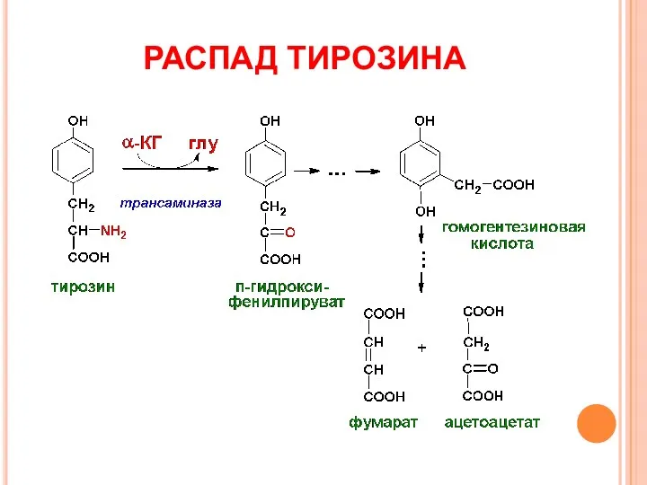 РАСПАД ТИРОЗИНА