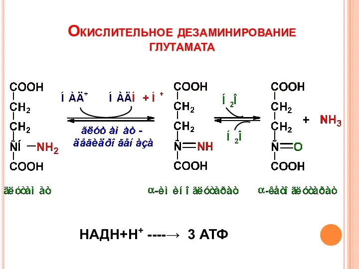 Окислительное дезаминирование глутамата НАДН+Н+ ----→ 3 АТФ