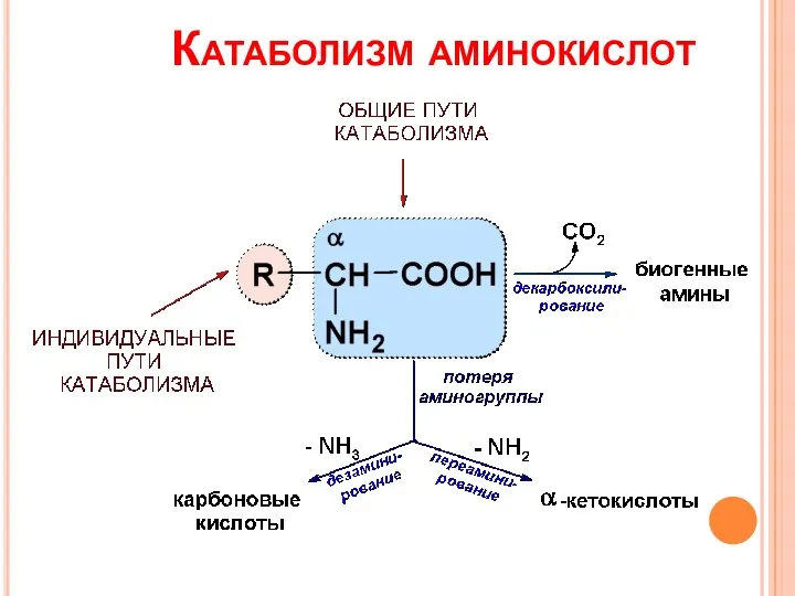 Катаболизм аминокислот