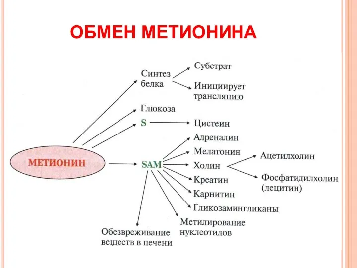 ОБМЕН МЕТИОНИНА