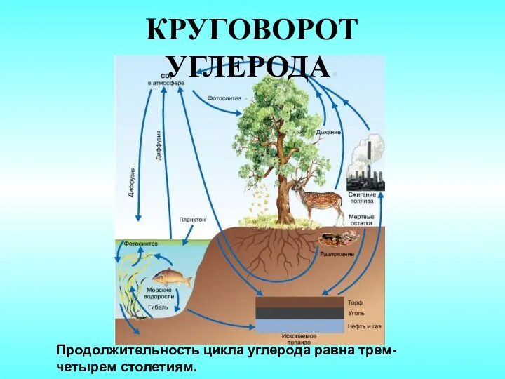 Продолжительность цикла углерода равна трем-четырем столетиям. КРУГОВОРОТ УГЛЕРОДА.