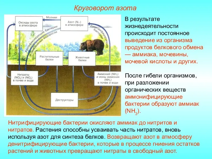 В результате жизнедеятельности происходит постоянное выведение из организма продуктов белкового обмена — аммиака,