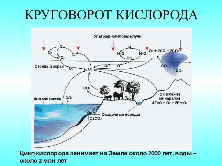 Цикл кислорода занимает на Земле около 2000 лет, воды – около 2 млн лет КРУГОВОРОТ КИСЛОРОДА.