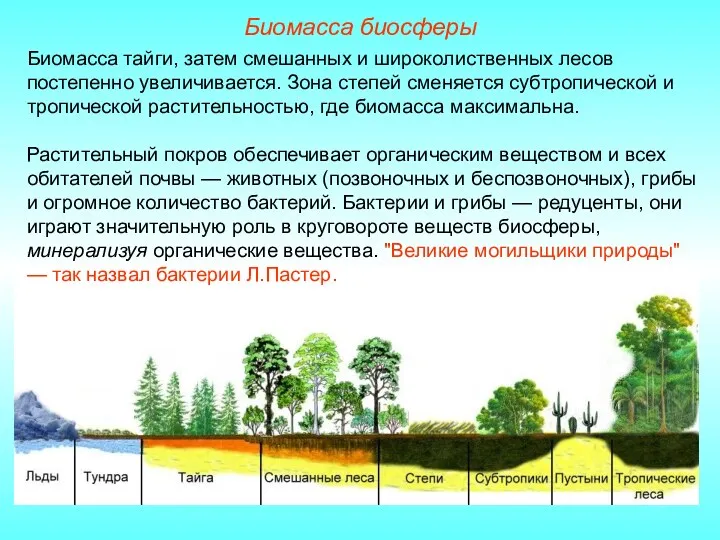 Биомасса биосферы Биомасса тайги, затем смешанных и широколиственных лесов постепенно увеличивается. Зона степей