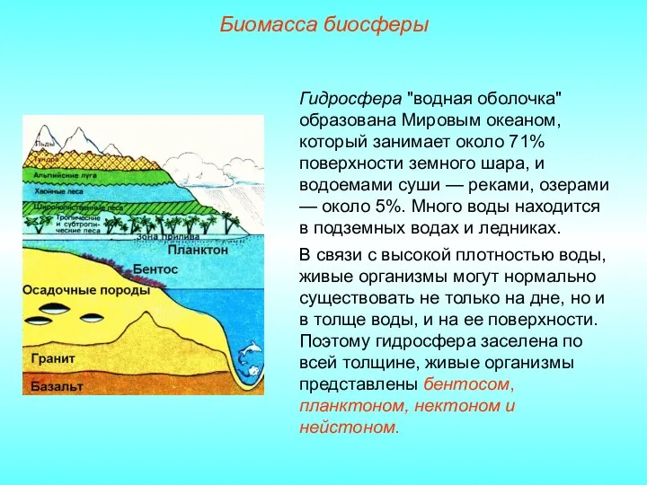 Биомасса биосферы Гидросфера "водная оболочка" образована Мировым океаном, который занимает около 71% поверхности
