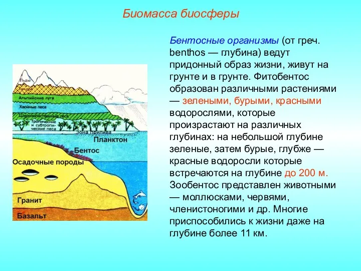 Биомасса биосферы Бентосные организмы (от греч. benthos — глубина) ведут придонный образ жизни,