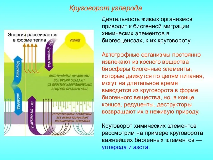 Деятельность живых организмов приводит к биогенной миграции химических элементов в биогеоценозах, к их