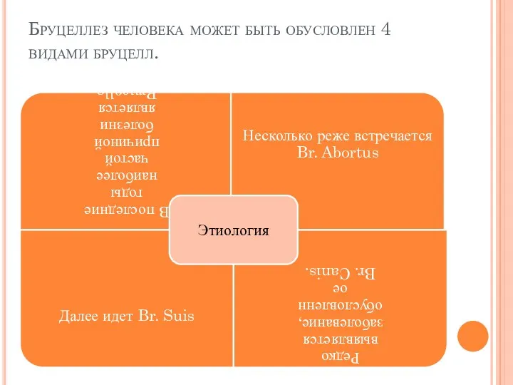 Бруцеллез человека может быть обусловлен 4 видами бруцелл.