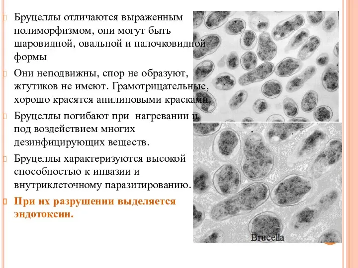 Бруцеллы отличаются выраженным полиморфизмом, они могут быть шаровидной, овальной и