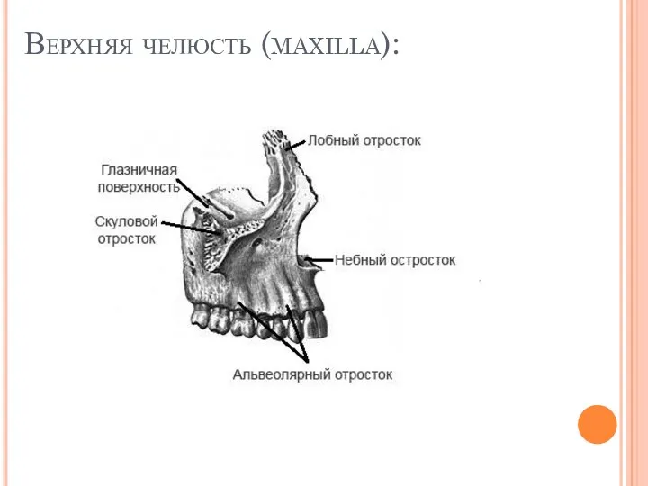 Верхняя челюсть (maxilla):