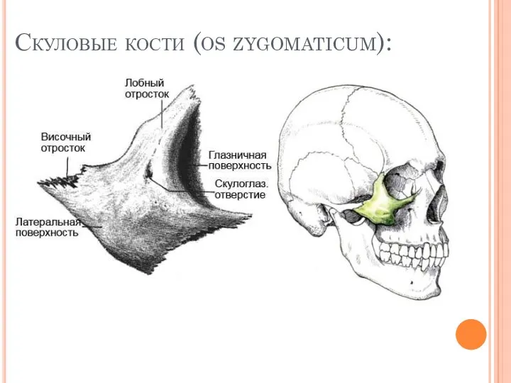 Скуловые кости (os zygomaticum):