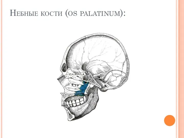 Небные кости (os palatinum):