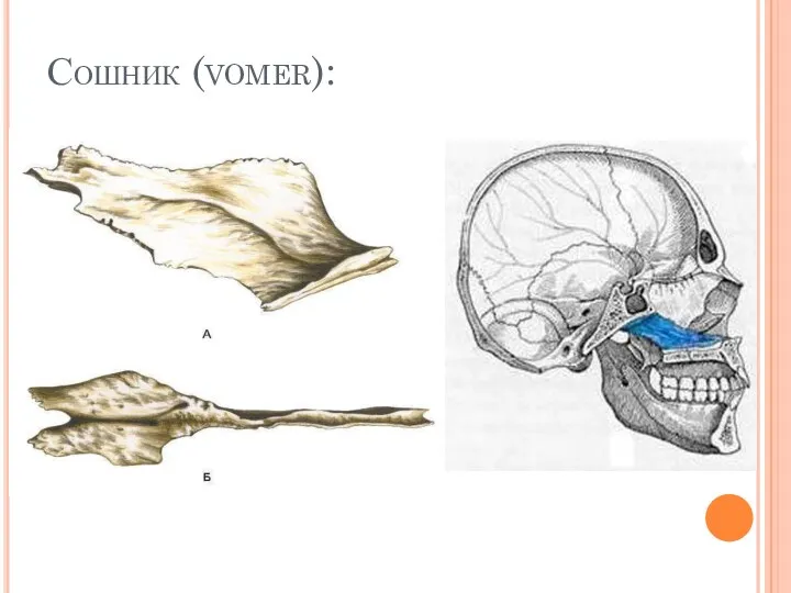 Сошник (vomer):