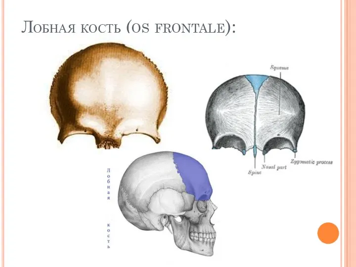 Лобная кость (os frontale):