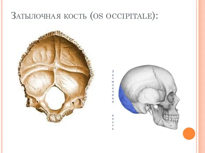 Затылочная кость (os occipitale):