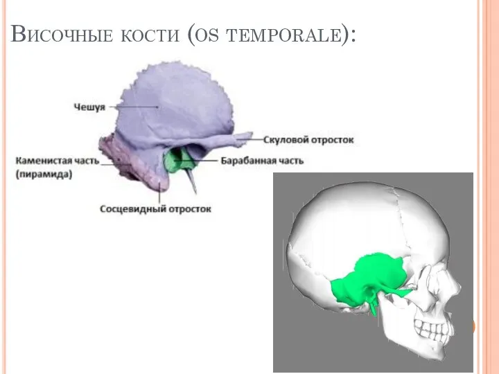 Височные кости (os temporale):