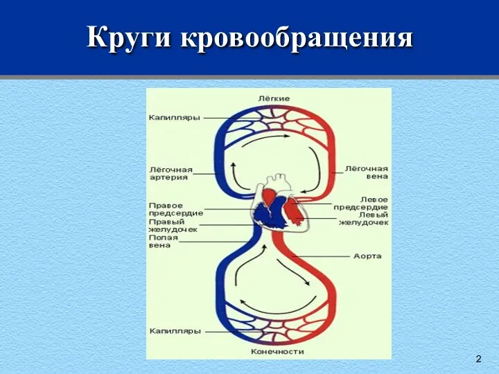 Круги кровообращения