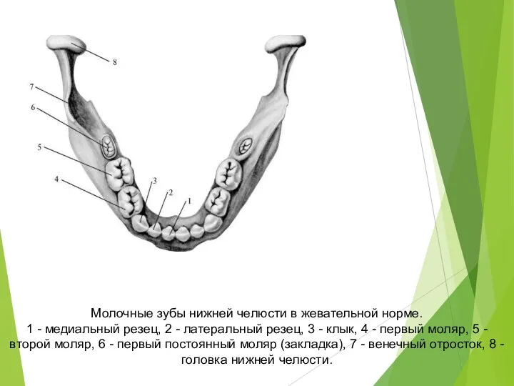 Молочные зубы нижней челюсти в жевательной норме. 1 - медиальный резец, 2 -