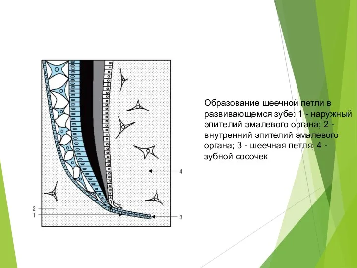 Образование шеечной петли в развивающемся зубе: 1 - наружный эпителий эмалевого органа; 2