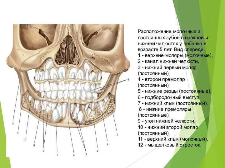 Расположение молочных и постоянных зубов в верхней и нижней челюстях